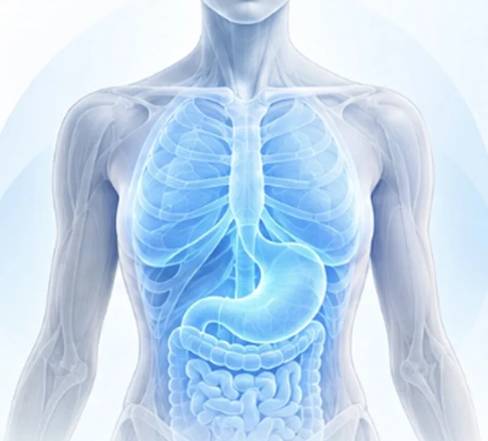 Ilustração do arco médio do corpo